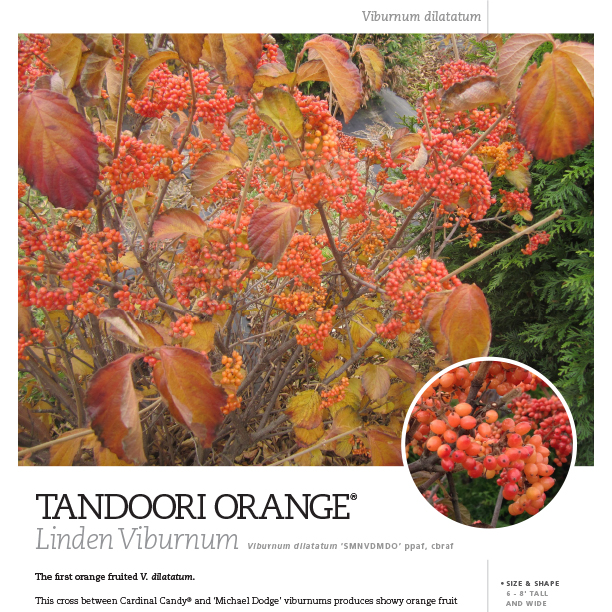 Preview of Tandoori Orange® Viburnum Spec Sheet PDF