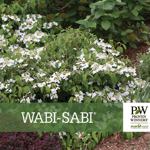 Preview of Wabi-Sabi® Viburnum Benchcard PDF