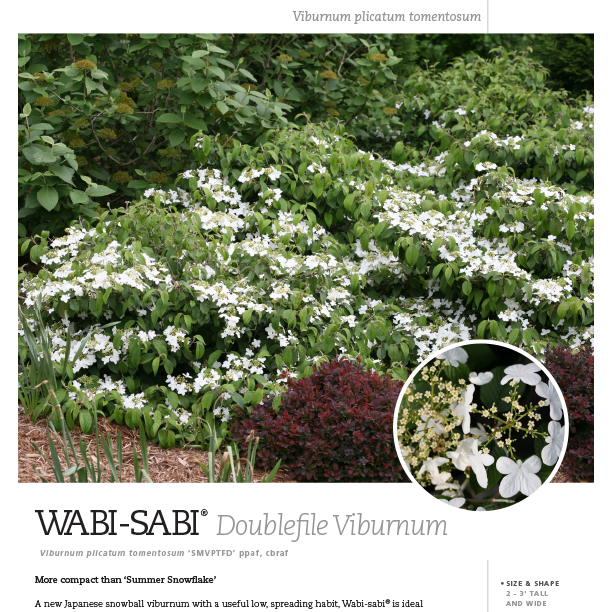 Preview of Wabi-Sabi® Viburnum Spec Sheet PDF