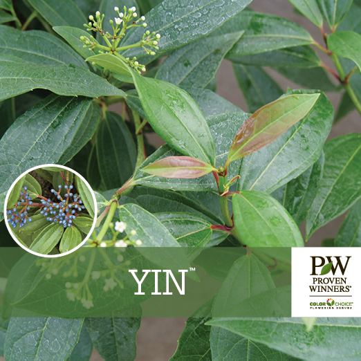 Preview of Yin® Viburnum Benchcard PDF