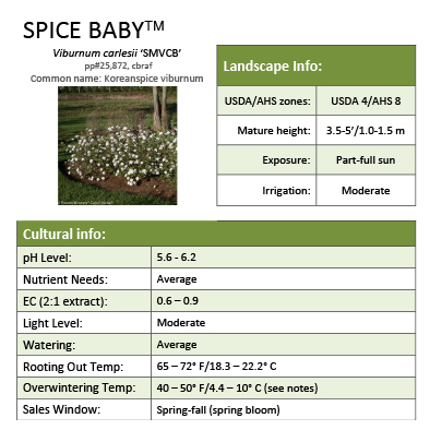 Preview of Spice Baby™ Viburnum Grower Sheet PDF