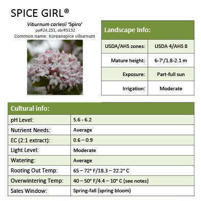 Preview of Spice Girl® Viburnum Grower Sheet PDF