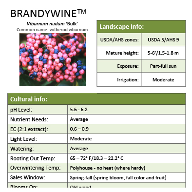 Preview of Brandywine™ Viburnum Grower Sheet PDF