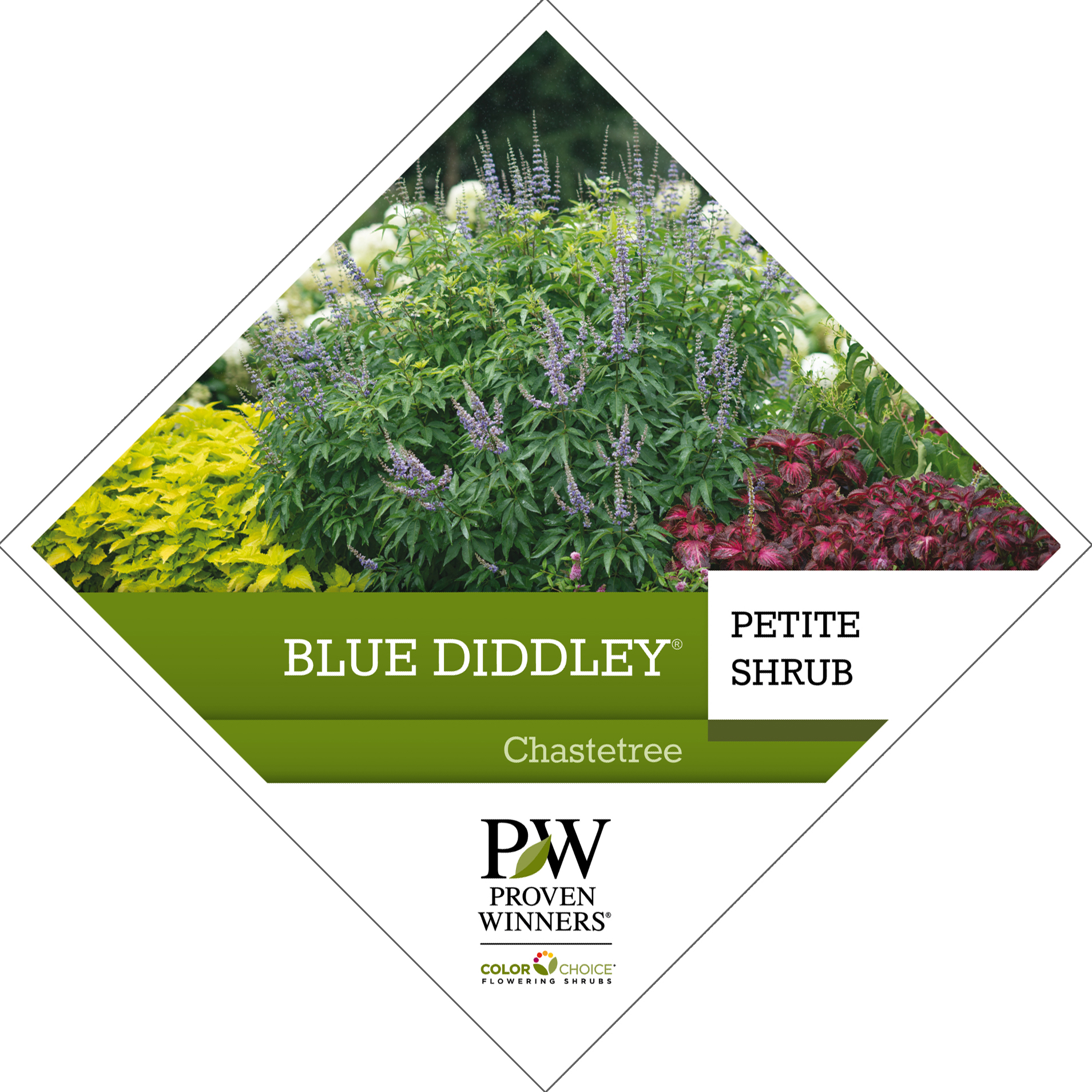 Preview of Blue Diddley® Vitex Tag PDF