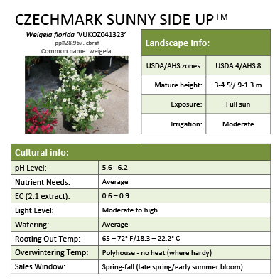 Preview of Czechmark Sunny Side Up® Weigela Grower Sheet PDF