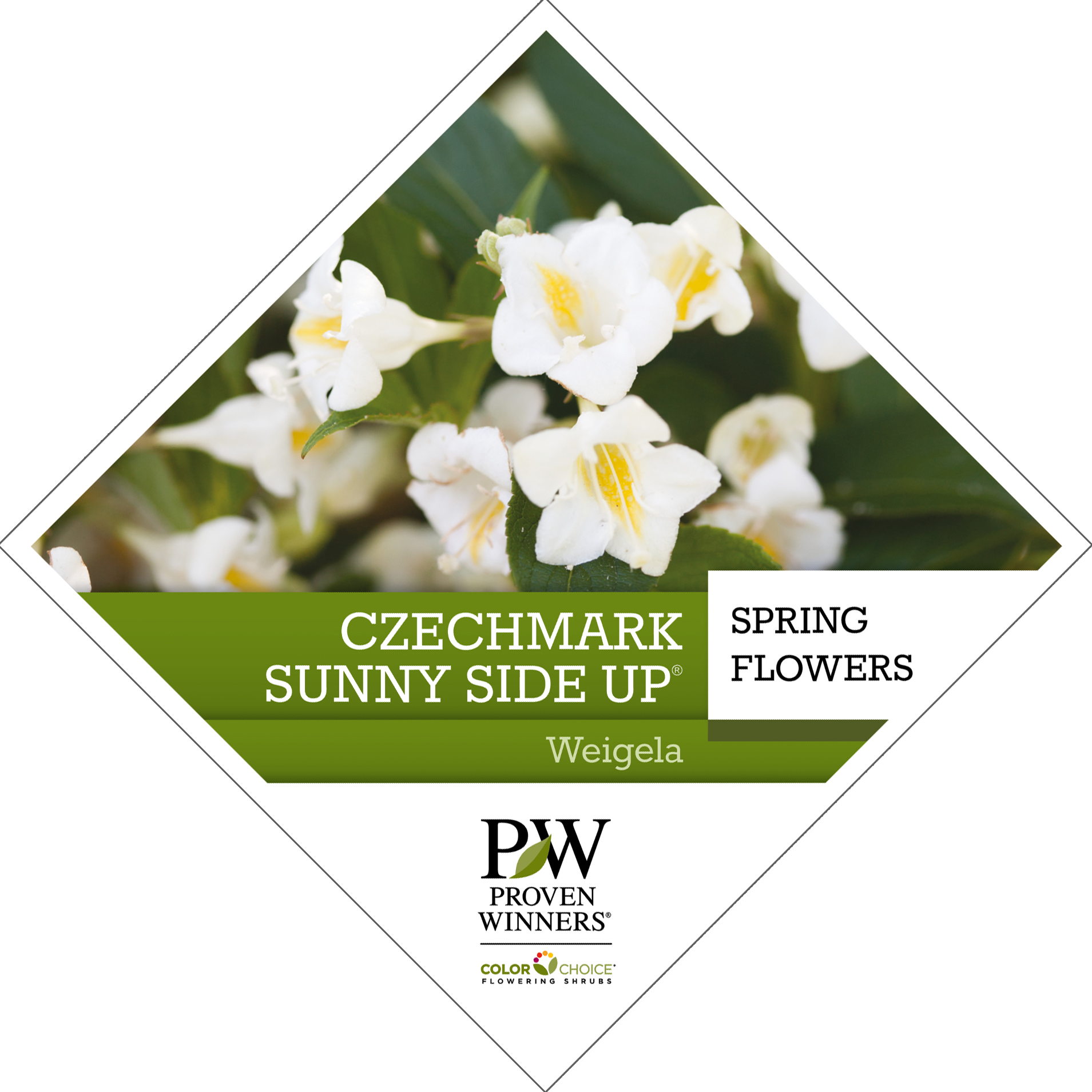 Preview of Czechmark Sunny Side Up® Weigela Tag PDF