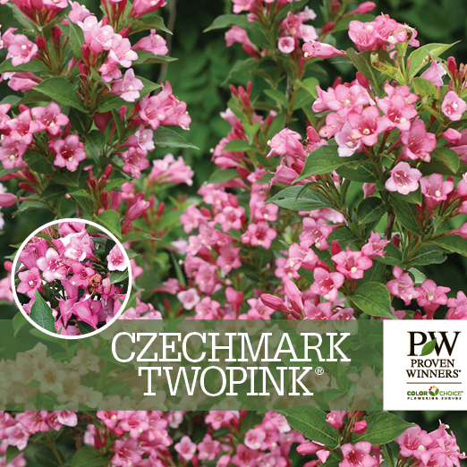 Preview of Czechmark Twopink® Weigela Benchcard PDF