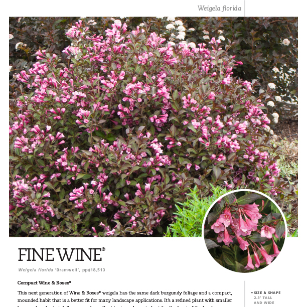 Preview of Fine Wine® Weigela Spec Sheet PDF