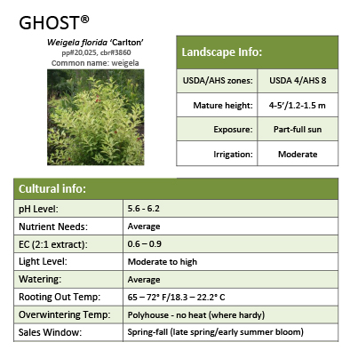 Preview of Sonic Bloom® Ghost® Weigela Grower Sheet PDF