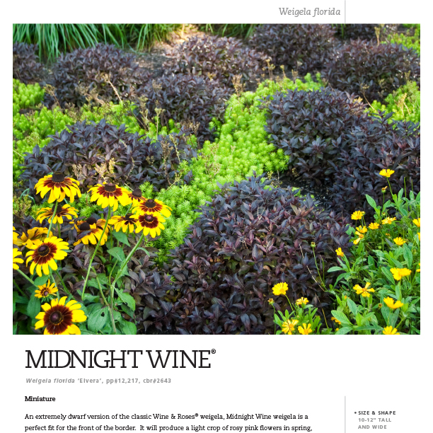 Preview of Midnight Wine® Weigela Spec Sheet PDF