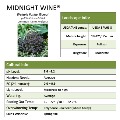 Preview of Midnight Wine® Weigela Grower Sheet PDF