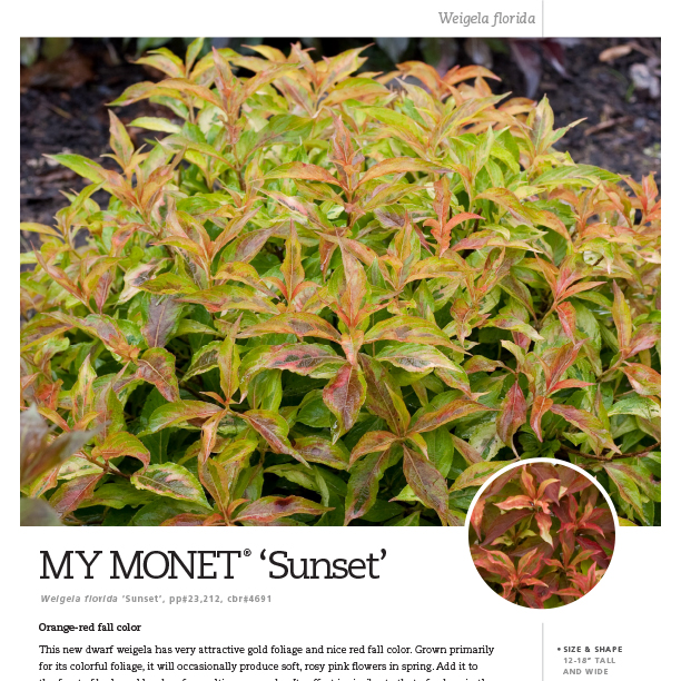 Preview of My Monet® ‘Sunset’ Weigela Spec Sheet PDF