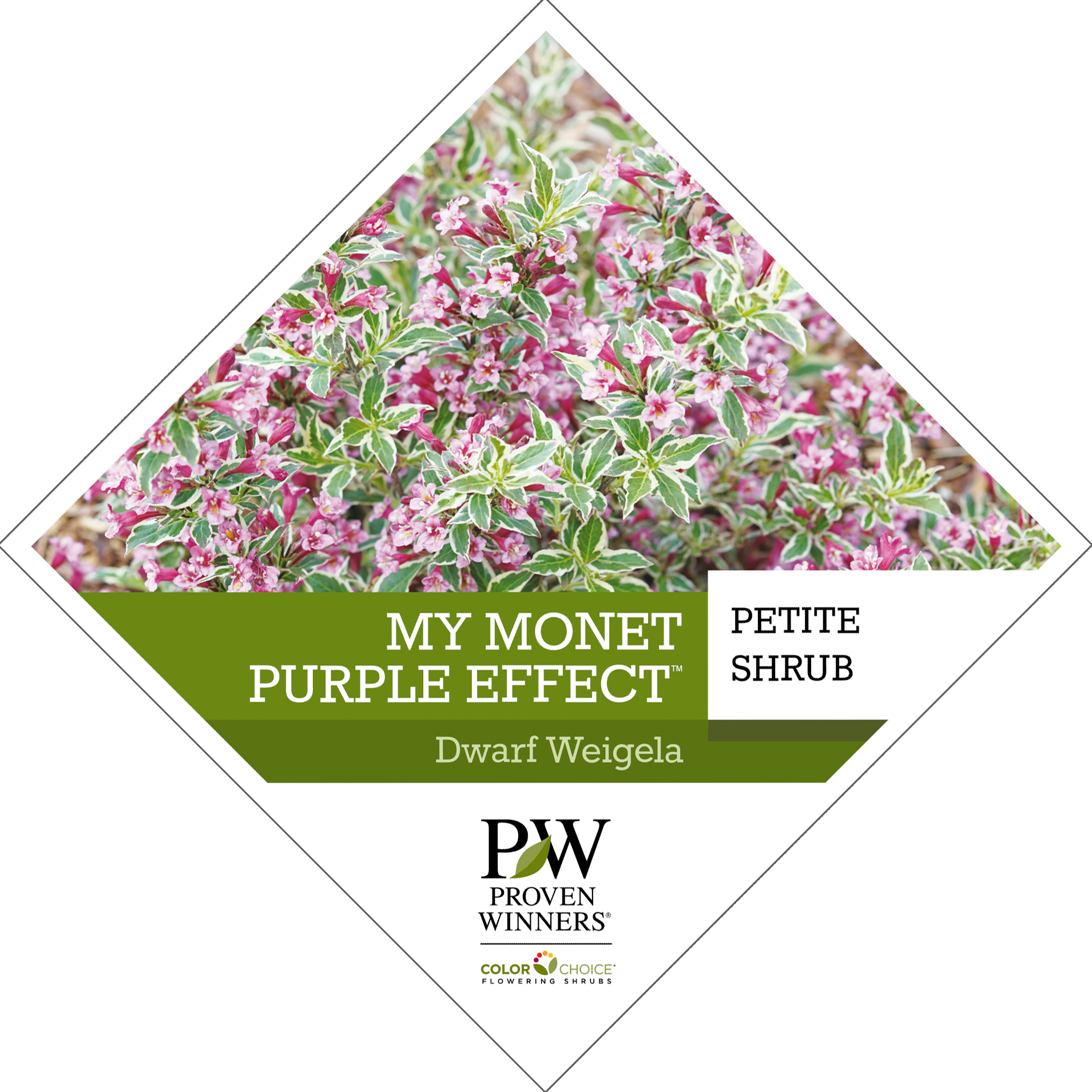 Preview of My Monet Purple Effect® Weigela Tag PDF