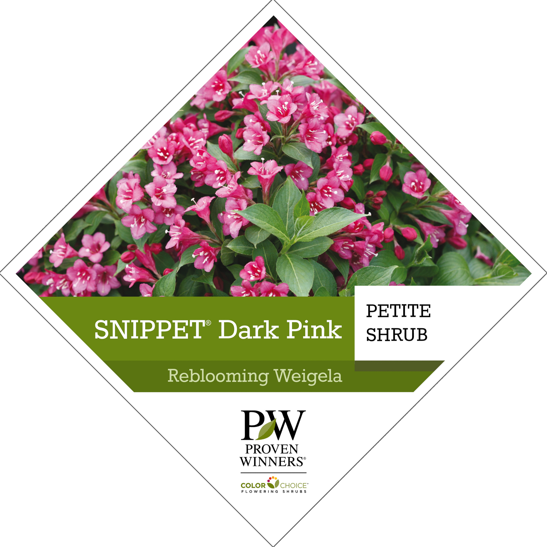 Preview of Snippet® Dark Pink Weigela Tag PDF