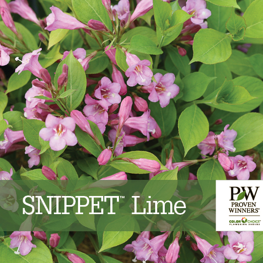 Preview of Snippet Lime® Weigela Benchcard PDF