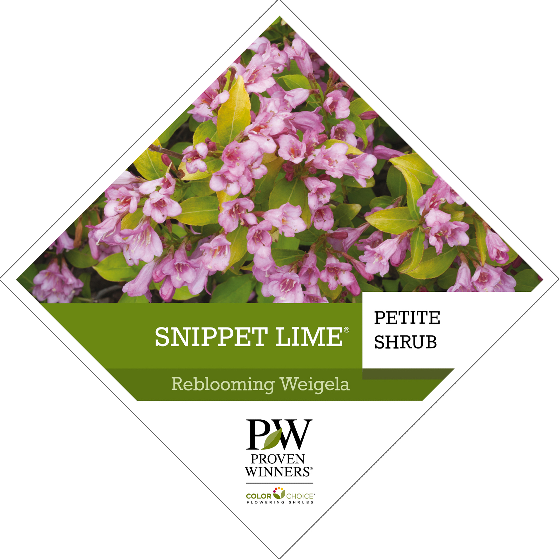 Preview of Snippet Lime® Weigela Tag PDF