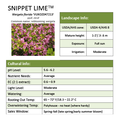 Preview of Snippet Lime® Weigela Grower Sheet PDF