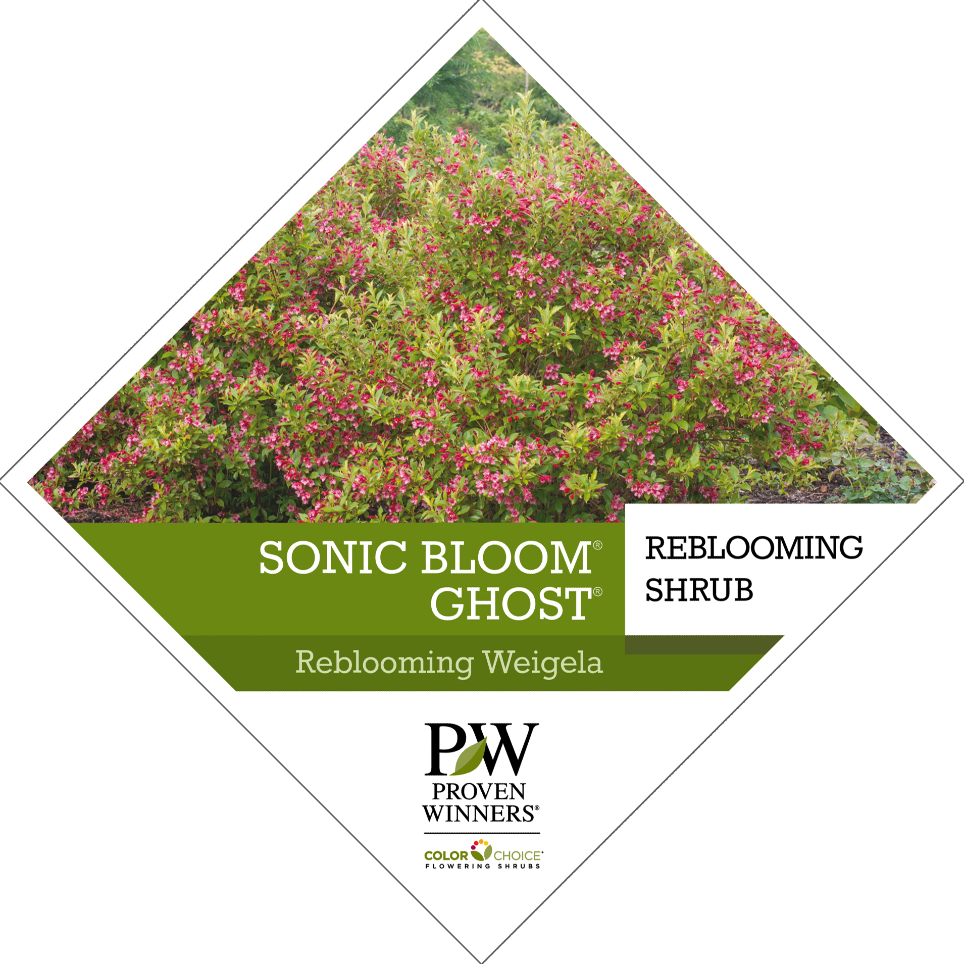 Preview of Sonic Bloom® Ghost® Weigela Tag PDF