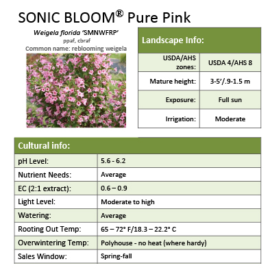 Preview of Sonic Bloom® Pure Pink Weigela Grower Sheet PDF