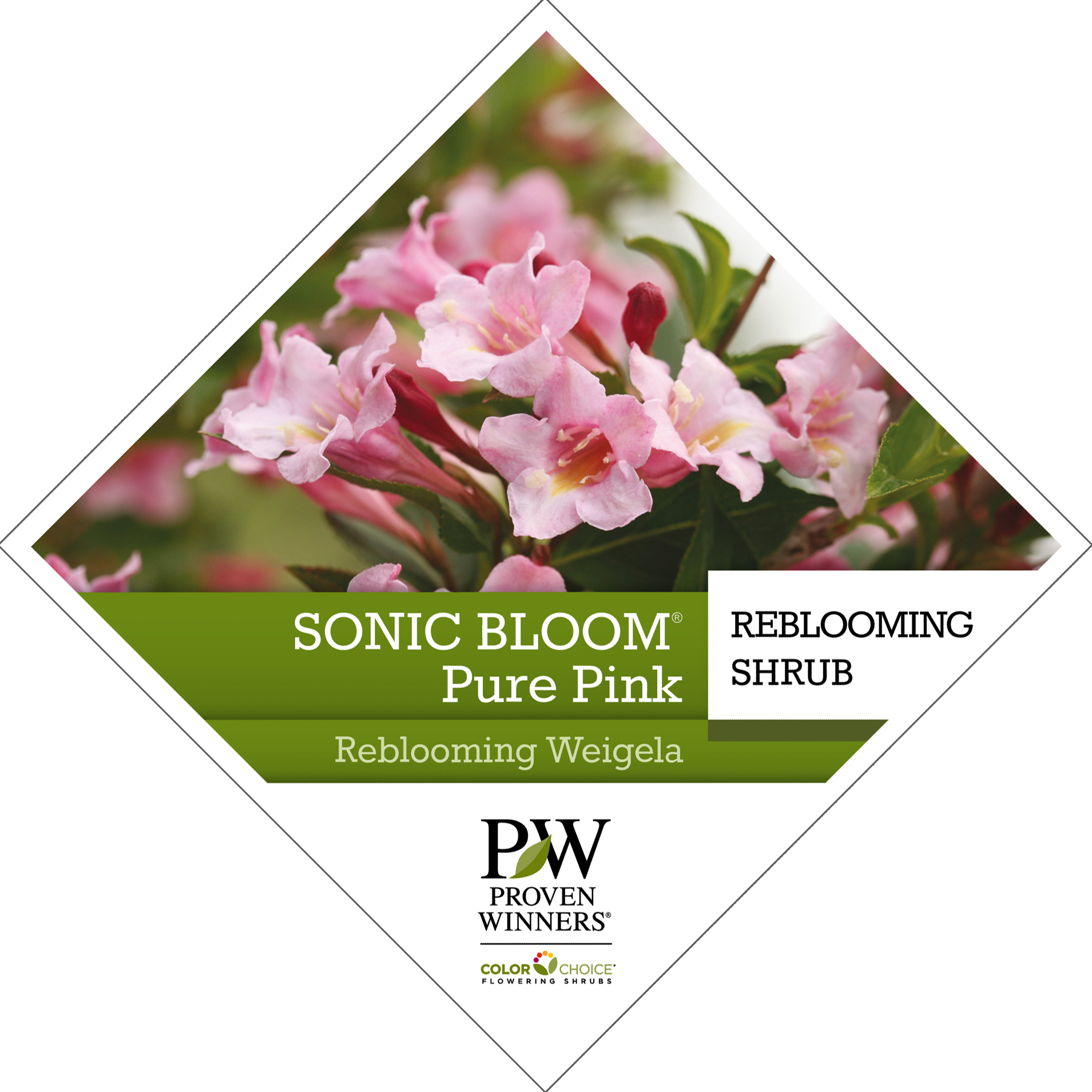 Preview of Sonic Bloom® Pure Pink Weigela Tag PDF