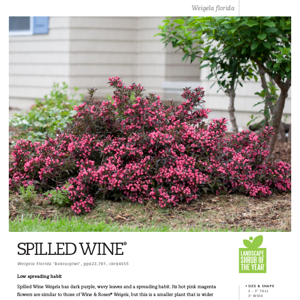 Preview of Spilled Wine® Weigela Spec Sheet PDF