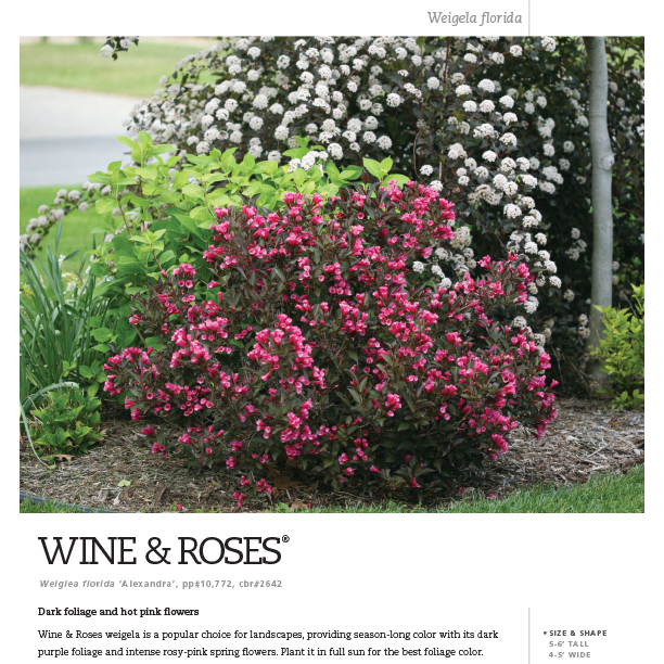 Wine & Roses Weigela Spec Sheet - Spring Meadow Nursery