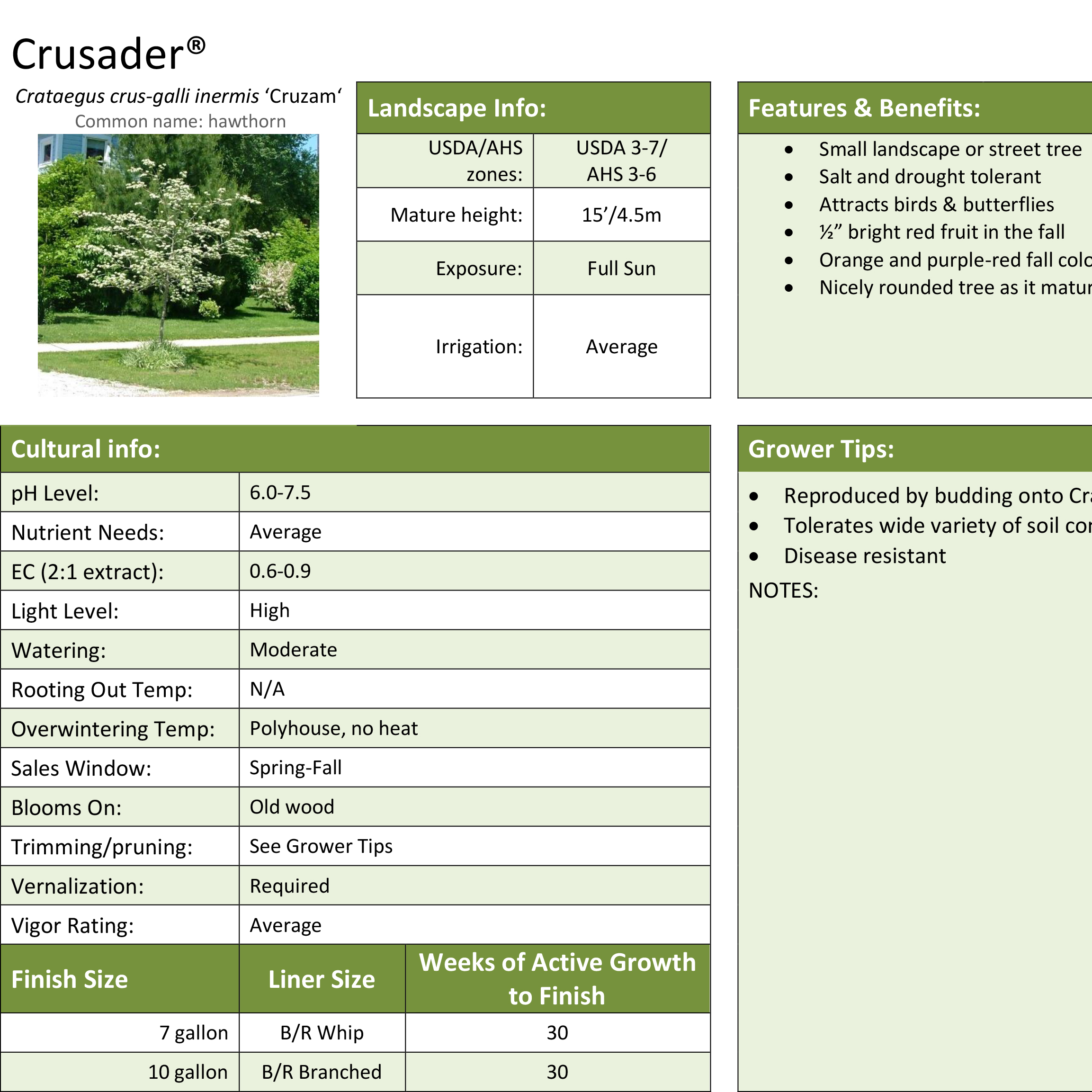 Preview of Crusader Crataegus Professional Grower Sheet PDF