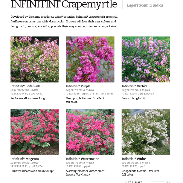 Preview of Infinitini® Series Lagerstroemia Spec Sheet PDF