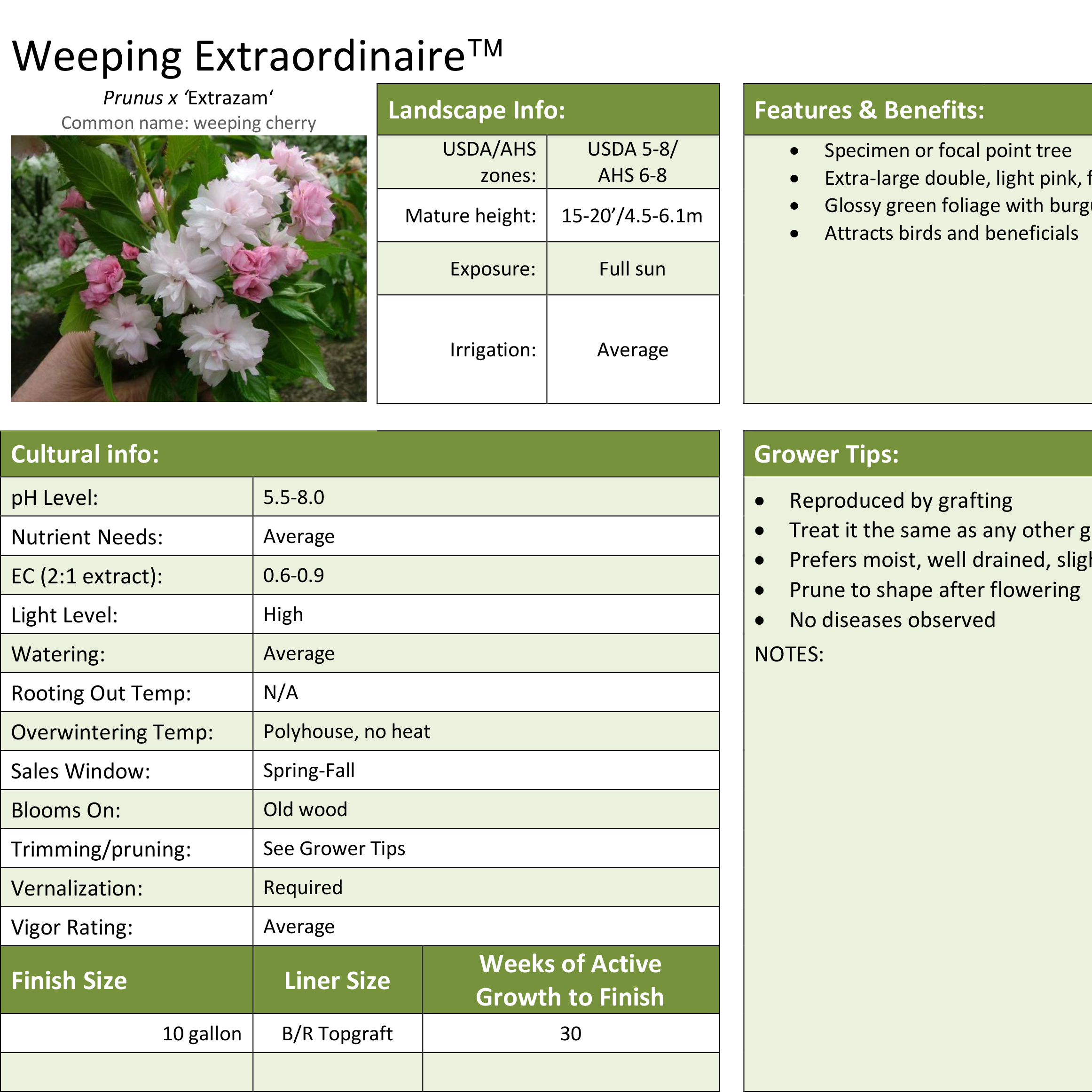 Preview of Weeping Extraordinaire Prunus Professional Grower Sheet PDF