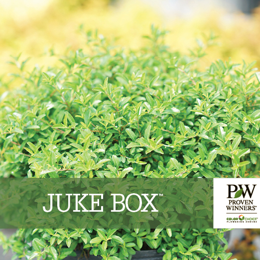 Preview of Juke Box® ×Pyracomeles Benchcard PDF
