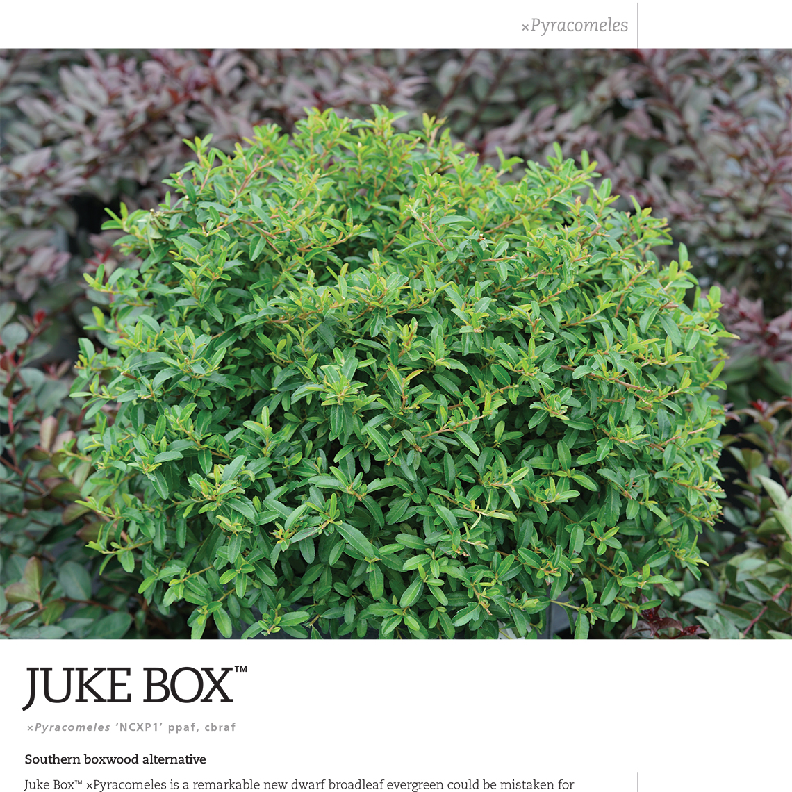 Preview of Juke Box® ×Pyracomeles Spec Sheet PDF