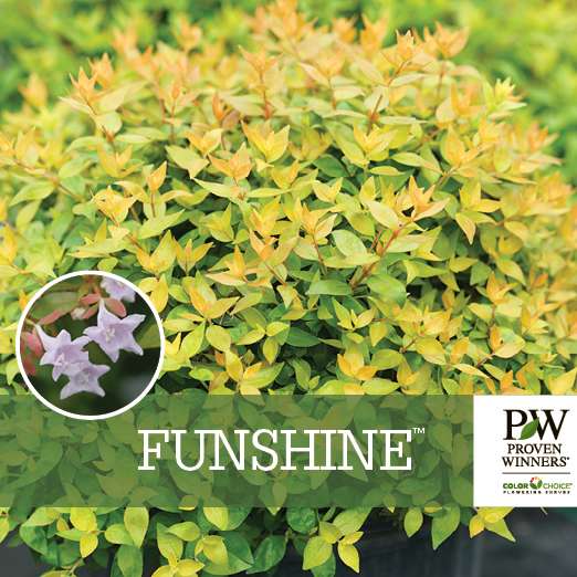 Preview of Funshine® abelia benchcard PDF