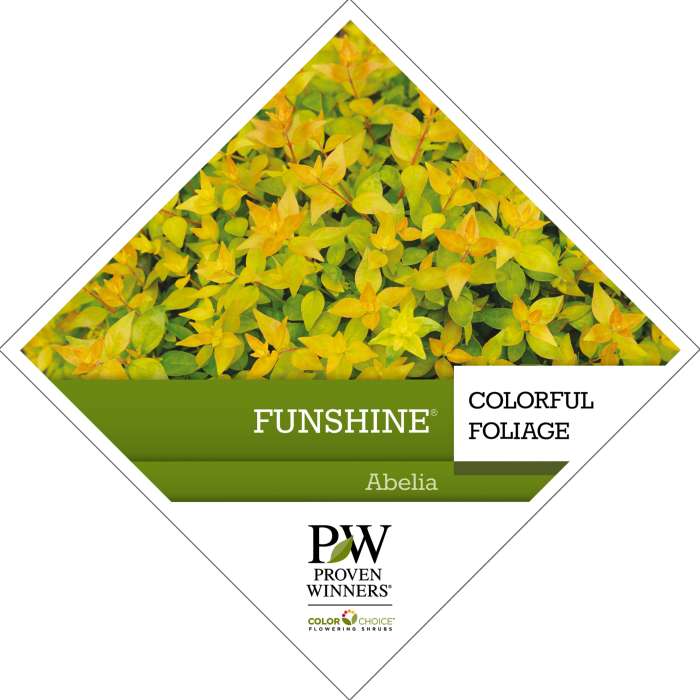 Preview of Funshine® Abelia PDF