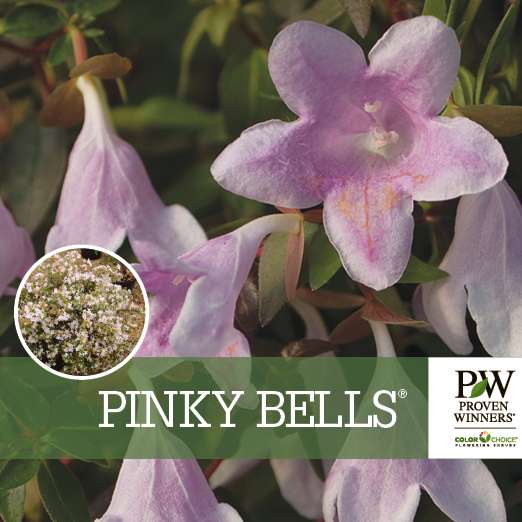 Preview of Pinky Bells® Abelia PDF