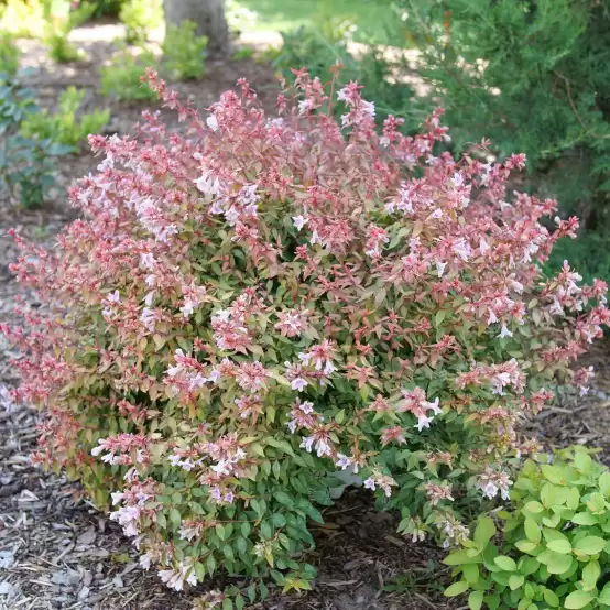 Poco Loco Abelia flowering in a landscape