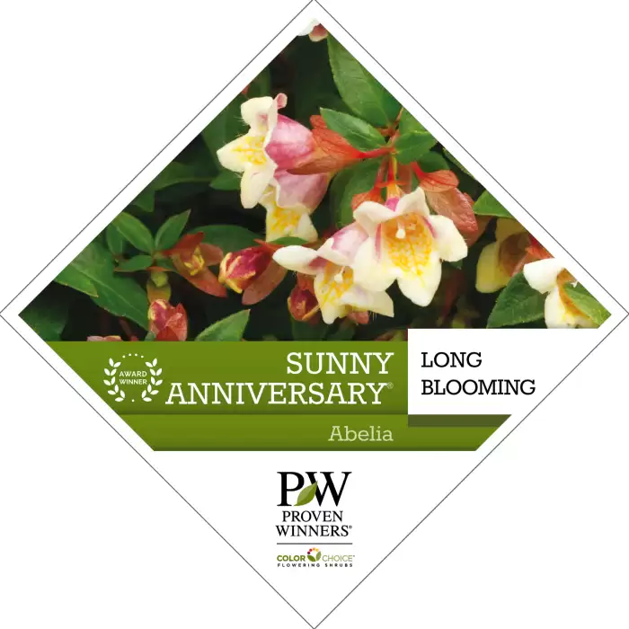 Preview of Sunny Anniversary® Abelia PDF