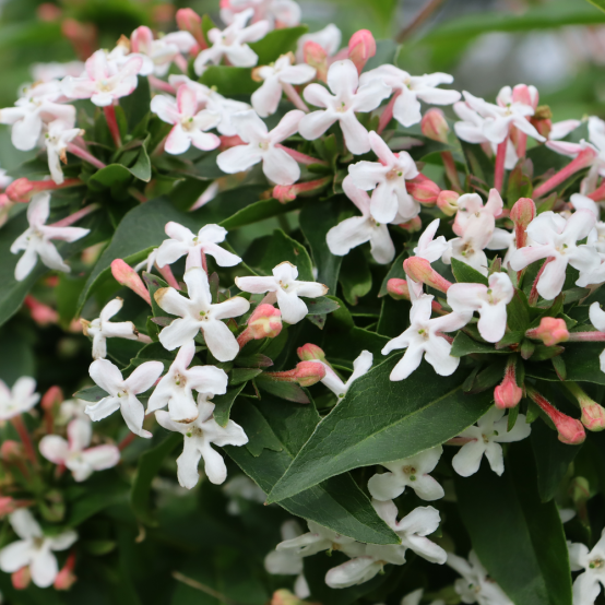 Several white flowers with pink throats on Sweet Emotion Blaze abelia.