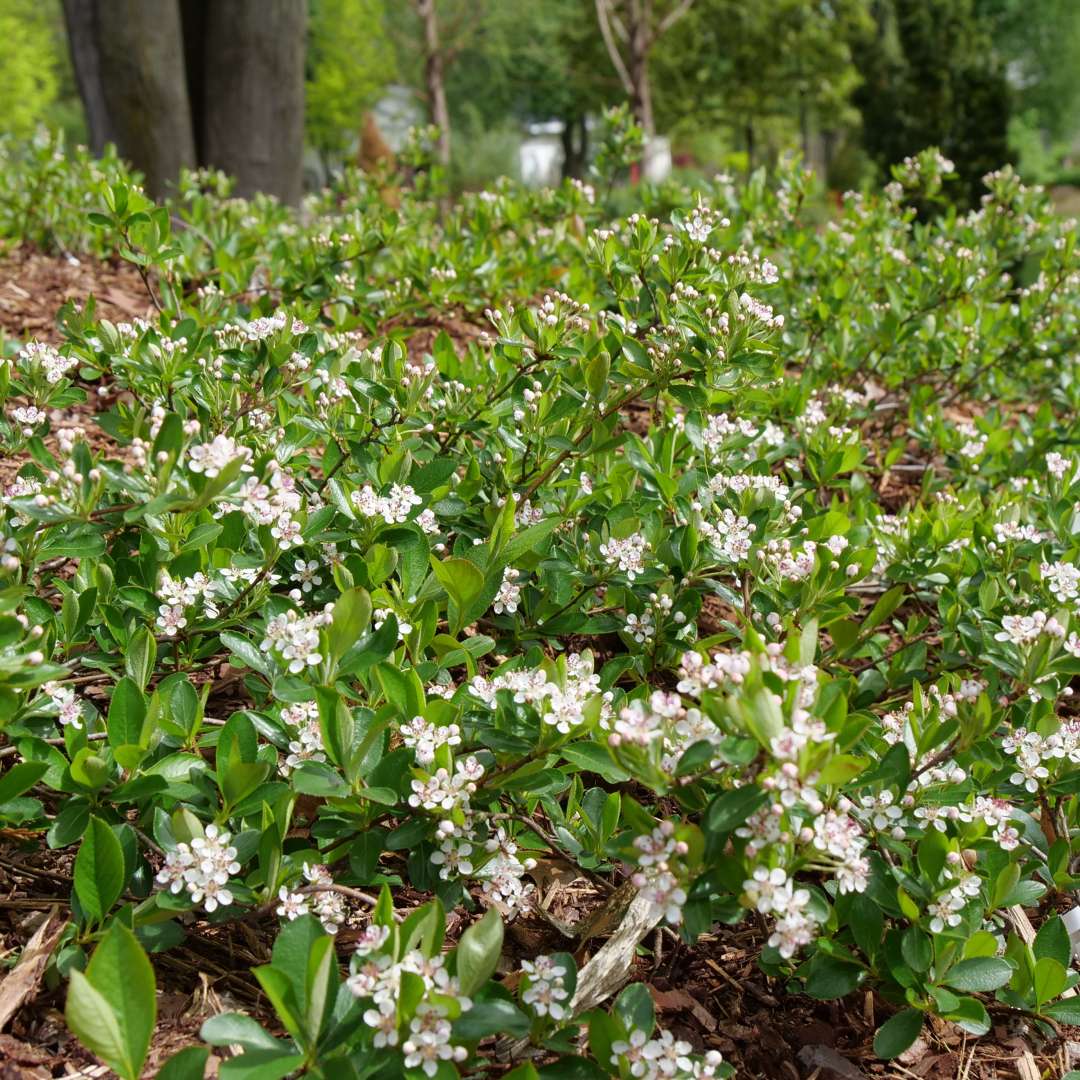 Ground Hug aronia blooming in the landscape