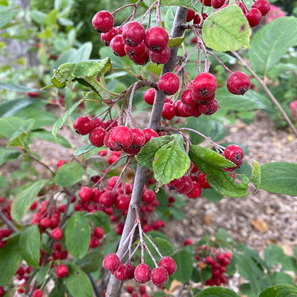 Several large red Berry Scape aronia fruits with prominent blossom ends dangle from a branch.