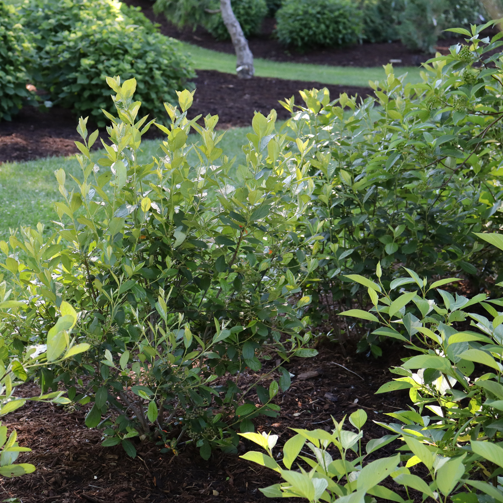 Two Berry Scape aronia shrubs growing in a landscape.