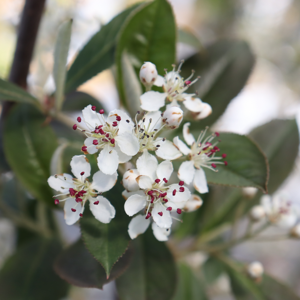 A cluster of dainty white flowers with red pollen atop green foliage on Berry Scape aronia. 