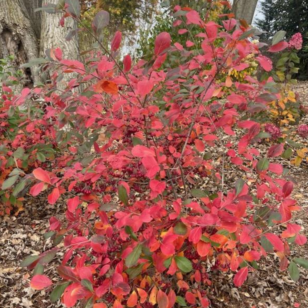 Berry Scape aronia covered in red and orange foliage, its fall color.