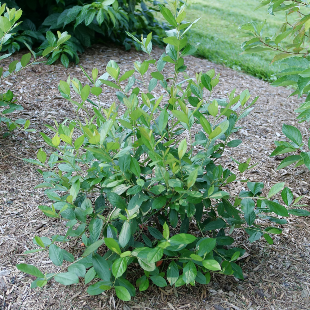 Berry Scape aronia with shiny green leaves in a landscape. 