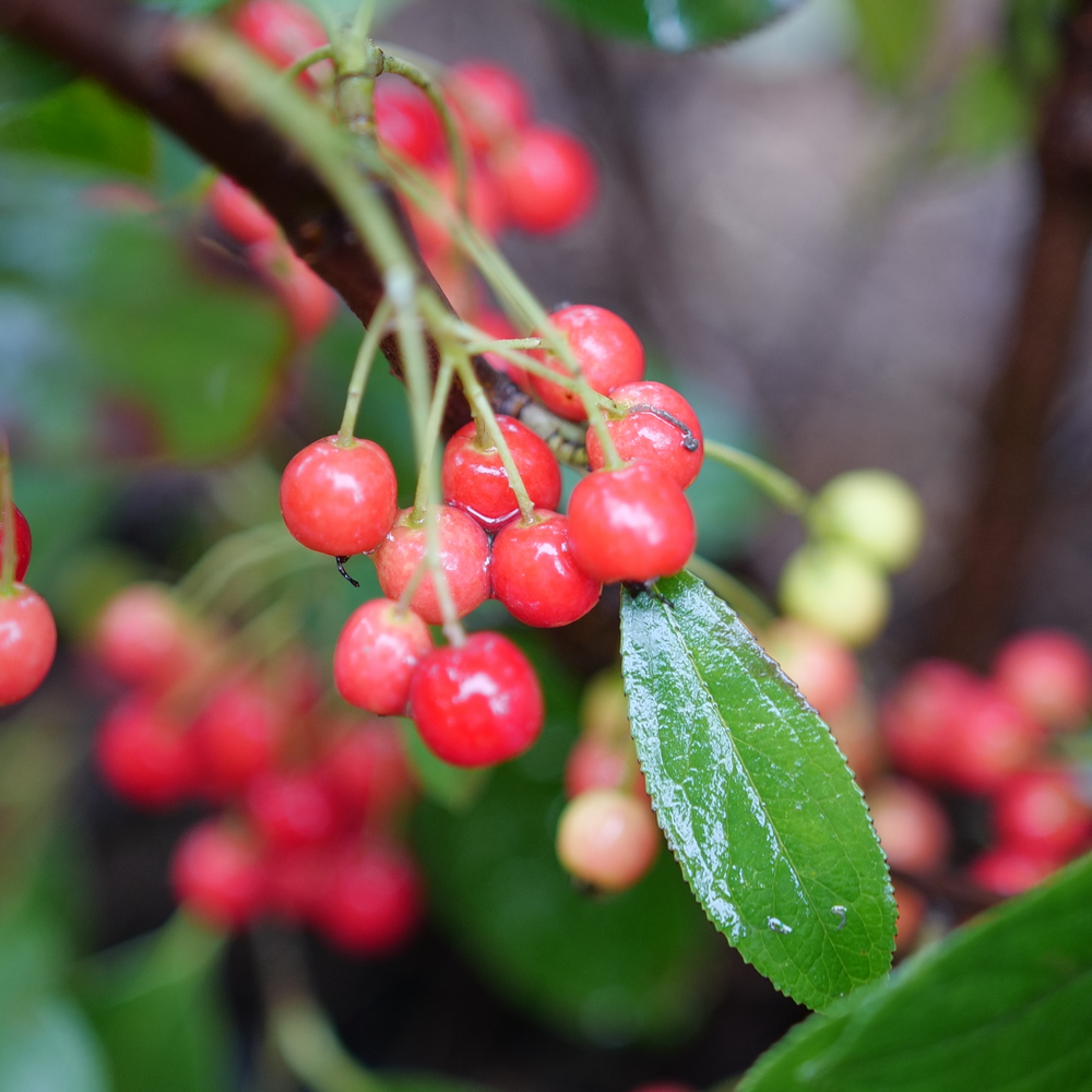 Several red fruits hanging over a glossy leaf on Berry Scape red chokeberry. 