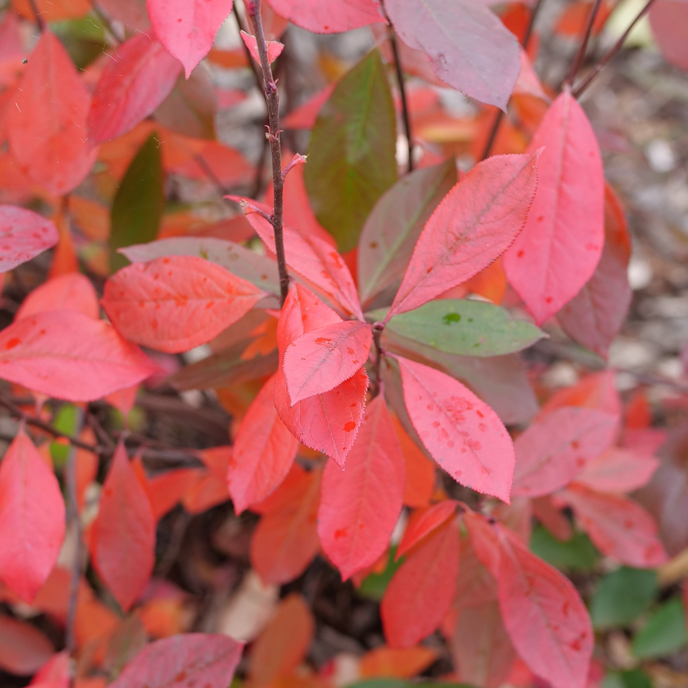 Bright red fall foliage on Berry Scape aronia. 