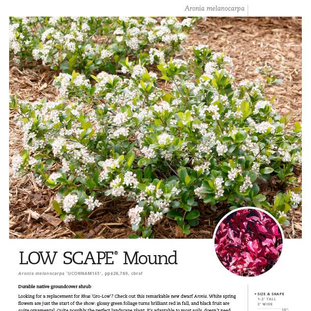 Preview of Low Scape Mound® Aronia spec sheet PDF