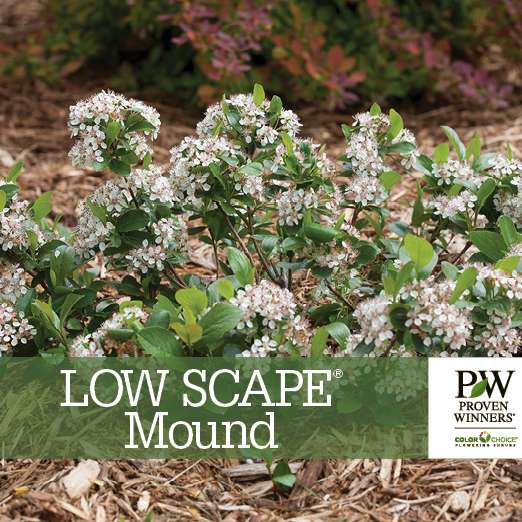 Preview of Low Scape Mound® Aronia benchcard PDF