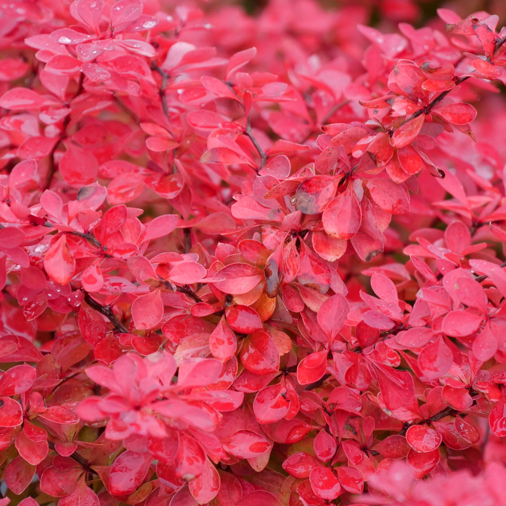 Bright red foliage of Sunjoy Fast Neo barberry. 