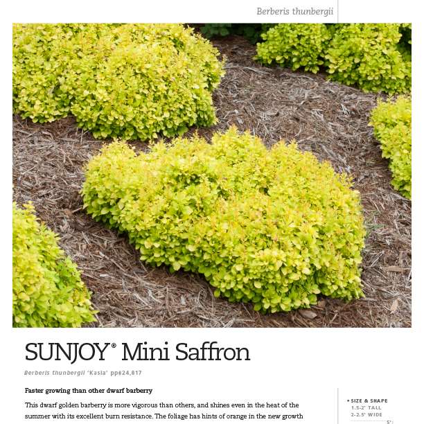 Preview of Sunjoy® Mini Saffron Berberis spec sheet PDF