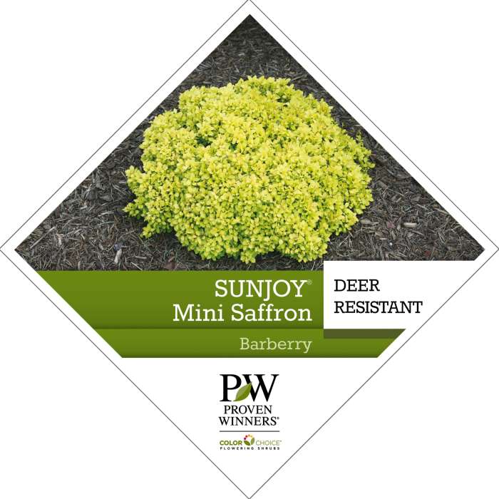 Preview of Sunjoy® Mini Saffron Berberis PDF